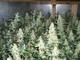 3.1umol/J 3500k Plant Grow Lights For Marijuana
